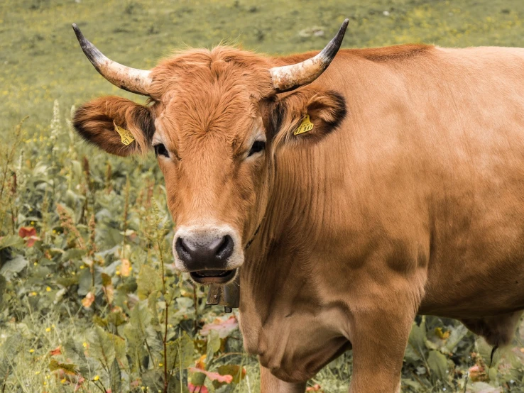 a brown cow standing on top of a lush green field, a stock photo, by Etienne Delessert, shutterstock, renaissance, cow horns, square nose, gold, with serious face expression