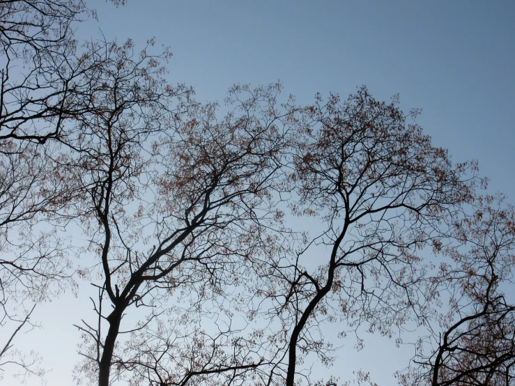 a couple of trees that are next to each other, flickr, minimalism, with branches! reaching the sky, maple tree, in the evening, early spring