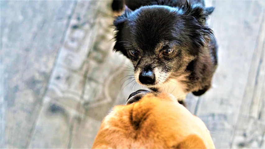 a dog standing on top of a wooden floor next to a stuffed animal, a picture, by Zoran Mušič, pexels, pop art, kiss mouth to mouth, long - haired chihuahua, close-up fight, looking in mirror at older self