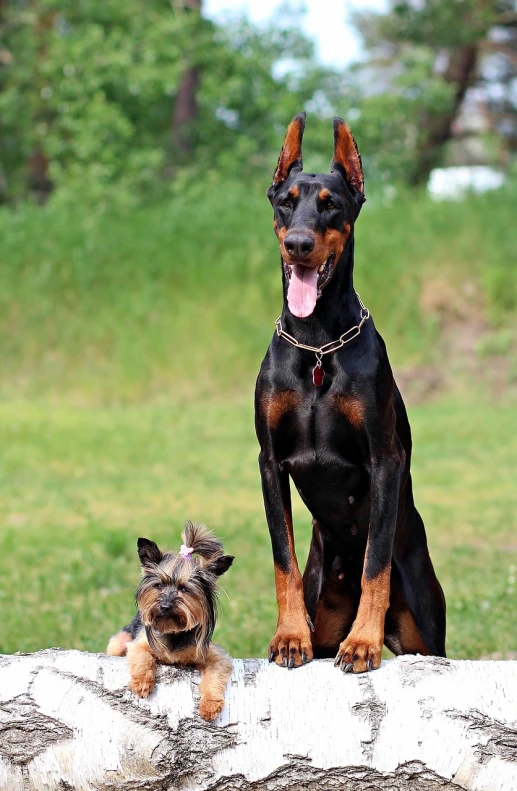 a couple of dogs sitting on top of a log, a photo, pixabay, renaissance, rottweiler rabbit hybrid, breed russian brown toy terrier, badass, canines sports photo