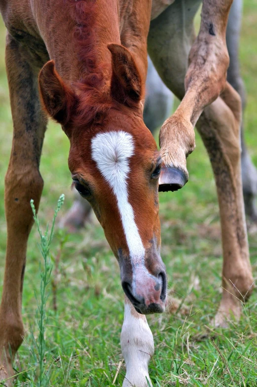 a brown horse standing on top of a lush green field, hatched ear, photograph credit: ap, twins, eating