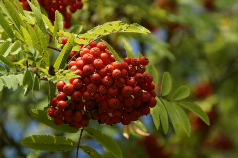 a close up of a bunch of berries on a tree, shutterstock, hurufiyya, high quality product image”