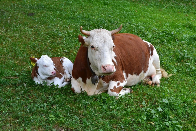 a brown and white cow laying on top of a lush green field, a picture, pixabay, renaissance, adult pair of twins, babies in her lap, adelaide labille - guiard, red and white
