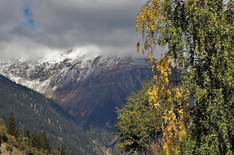 a herd of cattle grazing on top of a lush green hillside, a picture, hurufiyya, pale as the first snow of winter, the yellow creeper, with a snowy mountain and ice, detailed trees and cliffs