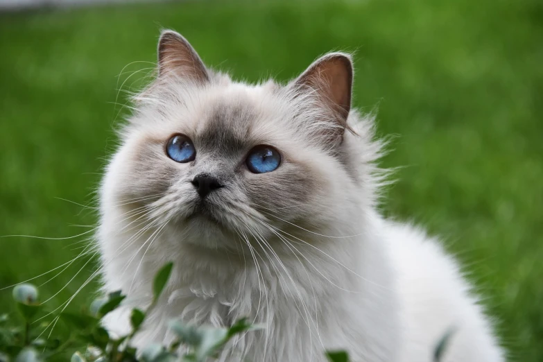 a white cat with blue eyes sitting in the grass, long hair blue centred, perfect shading, cats and plants, huge-eyed