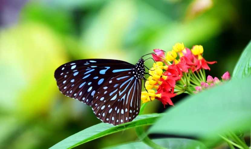 a close up of a butterfly on a flower, by David Garner, flickr, beautiful black blue yellow, lantern fly, god\'s creation, avatar image