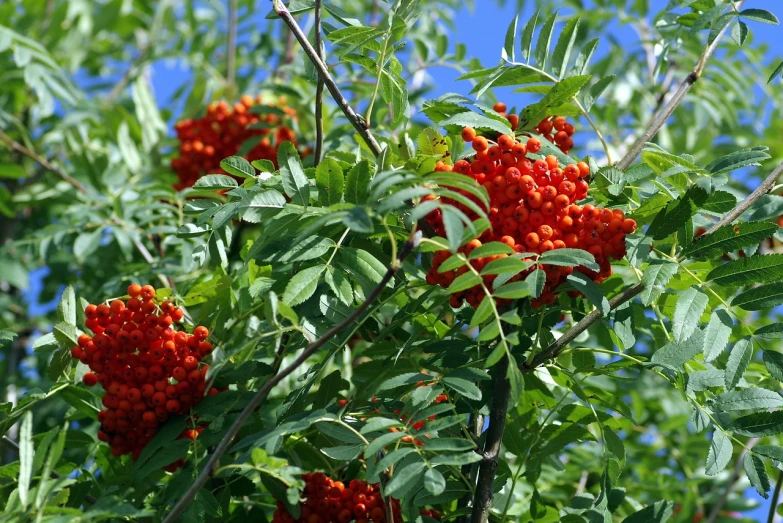 a close up of a bunch of berries on a tree, a photo, hurufiyya, high quality product image”