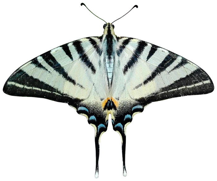 a close up of a butterfly on a black background, a colorized photo, by Juergen von Huendeberg, hurufiyya, white stripes all over its body, symmetrical front view, 2019, top - down view