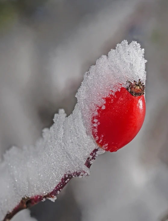 a red tomato sitting on top of a snow covered branch, a macro photograph, inspired by Arthur Burdett Frost, istockphoto, wild berry vines, frosted glass, closeup photo