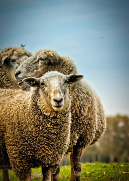 a herd of sheep standing on top of a lush green field, a portrait, by Edward Corbett, trending on pixabay, precisionism, australian, hdr detail, three heads, musty