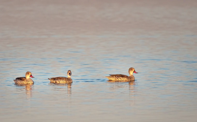 a couple of ducks floating on top of a body of water, a portrait, by Juergen von Huendeberg, flickr, new mexico, morning glow, speckled, 1 female