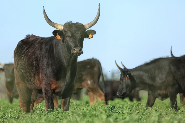 a herd of cattle standing on top of a lush green field, a portrait, figuration libre, black bull samurai, closeup photo, texas, low angle wide shot