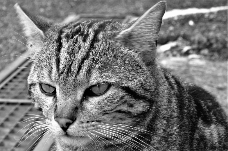 a black and white photo of a cat, a black and white photo, trending on pixabay, photorealism, armored cat, silver, rugged face, highly detailed hd