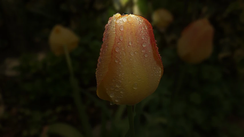 a close up of a flower with water droplets on it, by Jan Rustem, pixabay, tulips, photo-realistic low lighting, faded red and yelow, 4k photorealistic