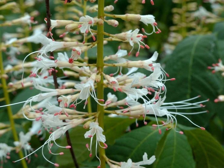 a close up of a plant with white flowers, flickr, sōsaku hanga, fuchsia, intricate and complex, often described as flame-like, nikolay kopeykin