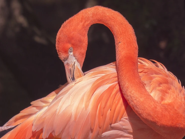 a close up of a flamingo's head and neck, by Matteo Pérez, doing an elegant pose, often described as flame-like, flowing salmon-colored silk, with his back turned