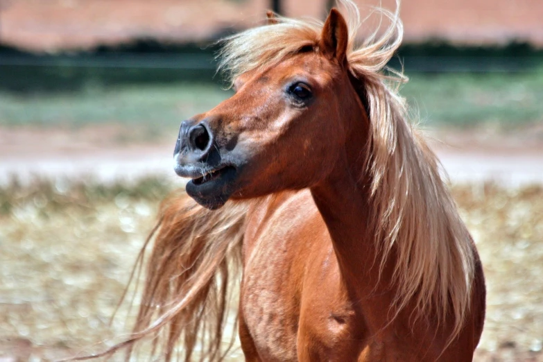 a brown horse standing on top of a grass covered field, a portrait, by Linda Sutton, pixabay contest winner, arabesque, golden hair blowing the wind, new mexico, closeup. mouth open, fierce expression 4k