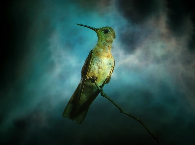 a bird sitting on top of a tree branch, a portrait, by Cindy Wright, art photography, surrounded in clouds and light, hummingbird, bioluminiscent creature, martin johnson heade matrix