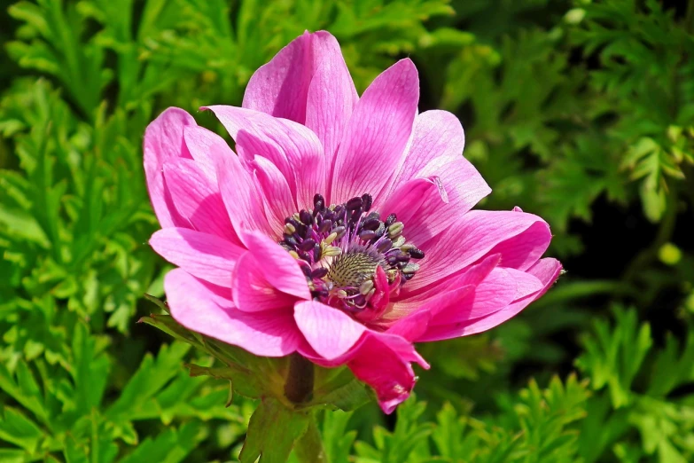 a close up of a pink flower with green leaves in the background, by Jim Nelson, flickr, anemone, elaborate composition, various posed, beautiful flower