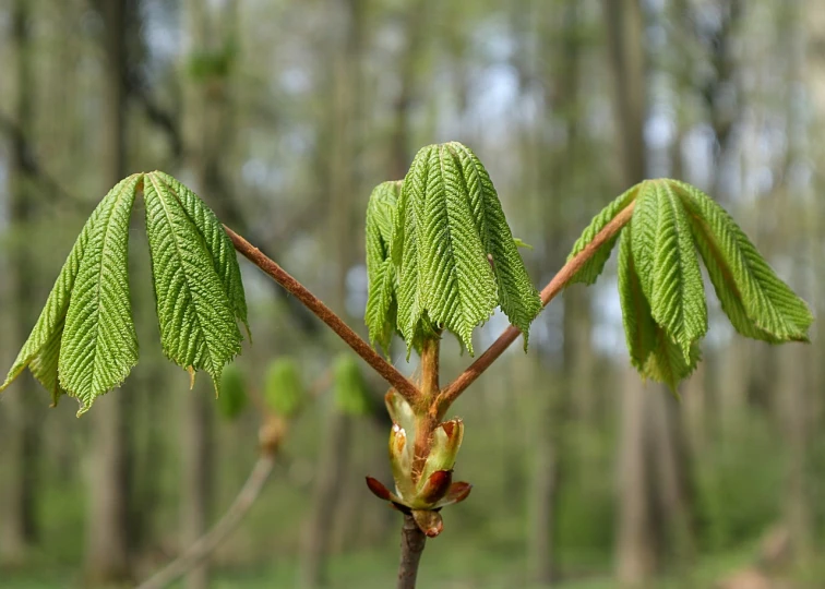 a close up of a leafy tree in a forest, a photo, by Dietmar Damerau, hurufiyya, flowering buds, elm tree, proteus vulgaris, unedited