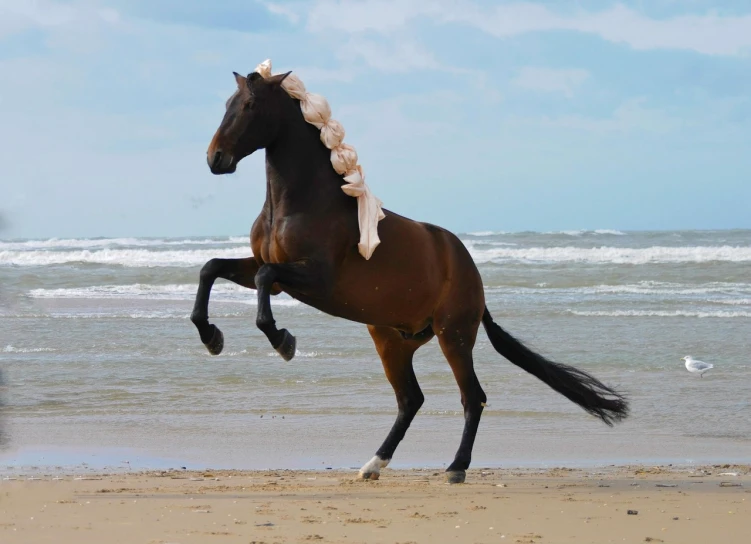 a horse standing on its hind legs on the beach, arabesque, ridiculously handsome, lê long, is a stunning, belle