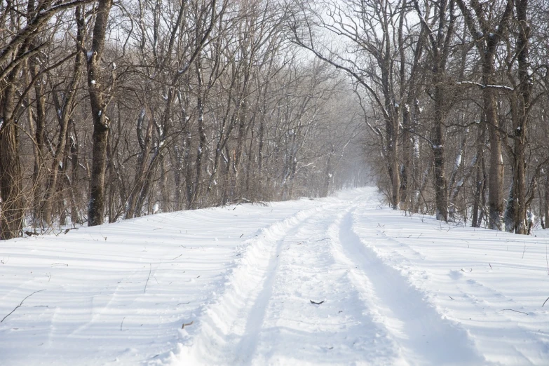 a man riding skis down a snow covered slope, a portrait, inspired by Vladimir Borovikovsky, shutterstock, a beautiful pathway in a forest, prairie, dlsr photo, stock photo