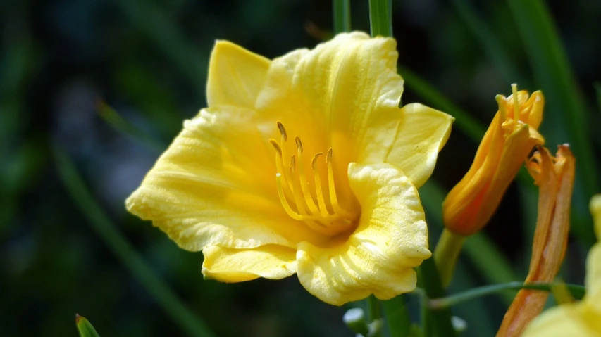 a yellow flower sitting on top of a lush green field, a portrait, by Phyllis Ginger, flickr, hymenocallis coronaria, beautiful flower, bells