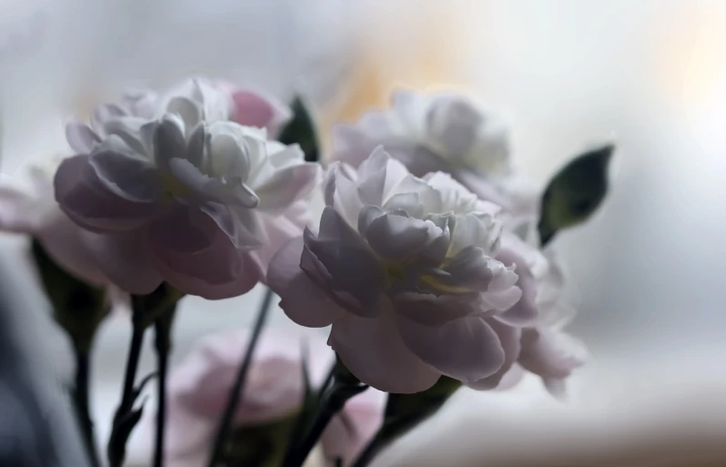 a close up of some flowers in a vase, a digital painting, romanticism, soft light from the window, white roses, carnation, dreamy blurred lens