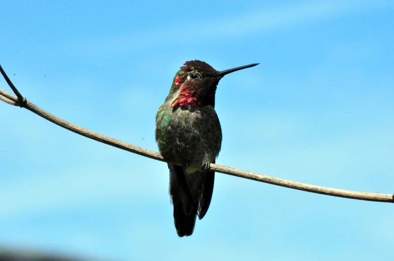a hummingbird sitting on top of a tree branch, a portrait, by David Budd, flickr, arabesque, on the sidewalk, electric, on a sunny day, bird\'s eye view