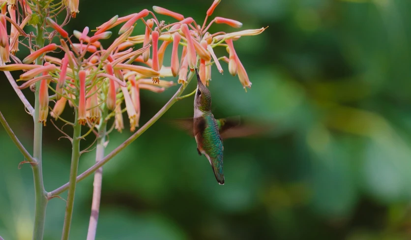 a hummingbird sitting on top of a flower, flickr, arabesque, honeysuckle, dof narrow, taken with a pentax k1000, adi meyers