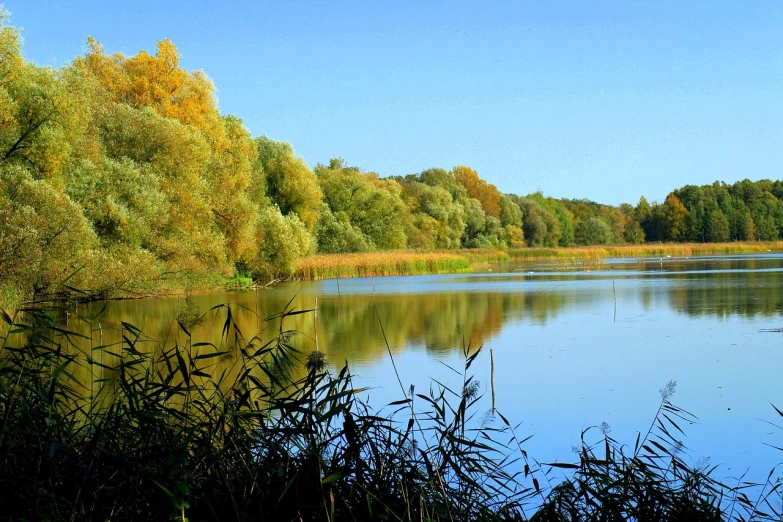 a large body of water surrounded by trees, by Maksimilijan Vanka, flickr, 3 are summer and 3 are autumn), reeds, beautiful tranquil day, award winning scenery