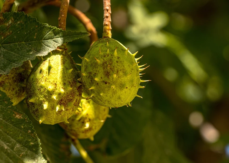 a close up of a fruit on a tree, a photo, spikes on the body, growths, sunlit, oaks