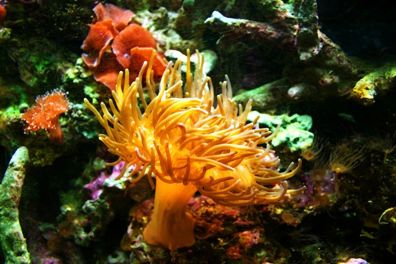 a close up of an orange sea anemone, flickr, romanticism, yellow seaweed, fish tank, side - view, flowing tendrils