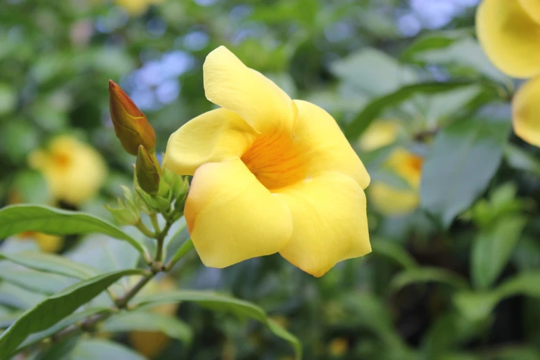 a close up of a yellow flower with green leaves, shutterstock, hurufiyya, morning glory flowers, angel's trumpet, plumeria, 7 0 mm photo