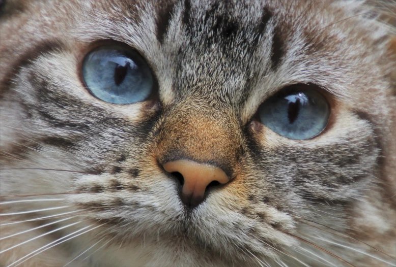 a close up of a cat with blue eyes, by Maksimilijan Vanka, flickr, face detail, closeup on face, light grey-blue eyes, close up at face