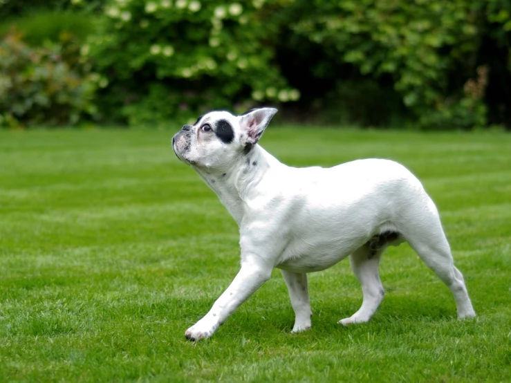 a small white dog standing on top of a lush green field, shutterstock, bauhaus, french bulldog, in a fighting stance, side profile shot, full - length photo