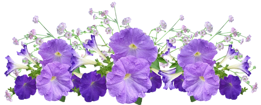 a group of purple flowers sitting next to each other, by Rhea Carmi, flickr, digital art, panorama, morning glory flowers, flower frame, flower tiara