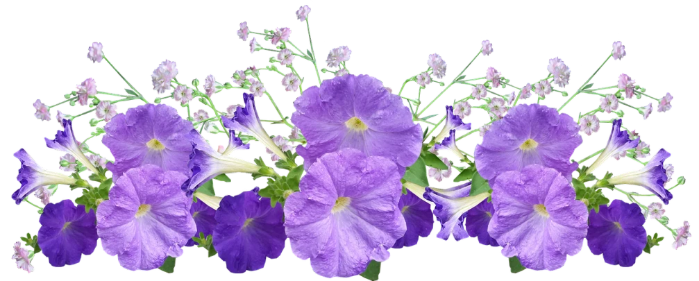 a group of purple flowers sitting next to each other, by Rhea Carmi, flickr, digital art, panorama, morning glory flowers, flower frame, flower tiara