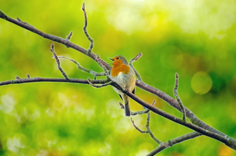 a small bird sitting on top of a tree branch, romanticism, green and orange theme, photorealistic photo, bokeh photo, robin