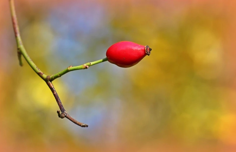 a close up of a fruit on a tree branch, minimalism, red flower, closeup photo