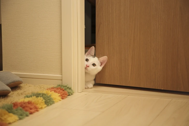 a white cat peeking out from behind a door, a picture, by Hiroshi Honda, flickr, cute! c4d, sfw, in small room, licking out