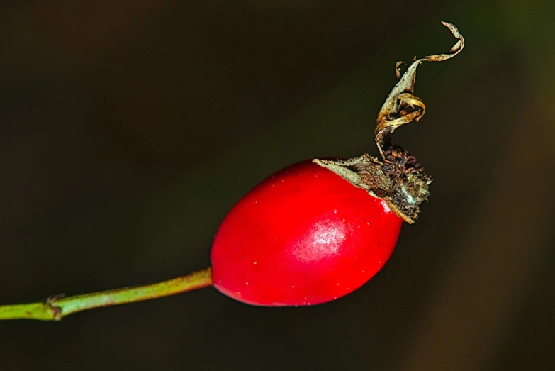 a close up of a red fruit on a stem, by Jan Rustem, flickr, hurufiyya, fuchsia, smooth tiny details, cranberry helmet, wisconsin