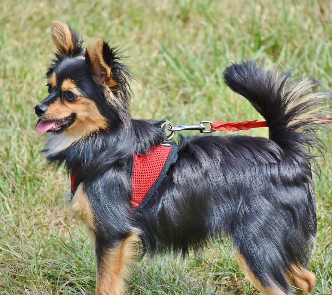 a small dog standing on top of a lush green field, a photo, by Kazimierz Wojniakowski, shutterstock, black shirt with red suspenders, long - haired chihuahua, detailed zoom photo, body harness