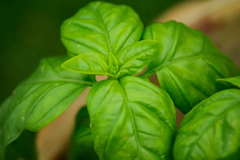 a close up of a plant with green leaves, a macro photograph, renaissance, basil, istockphoto, high detail photo, discovered photo