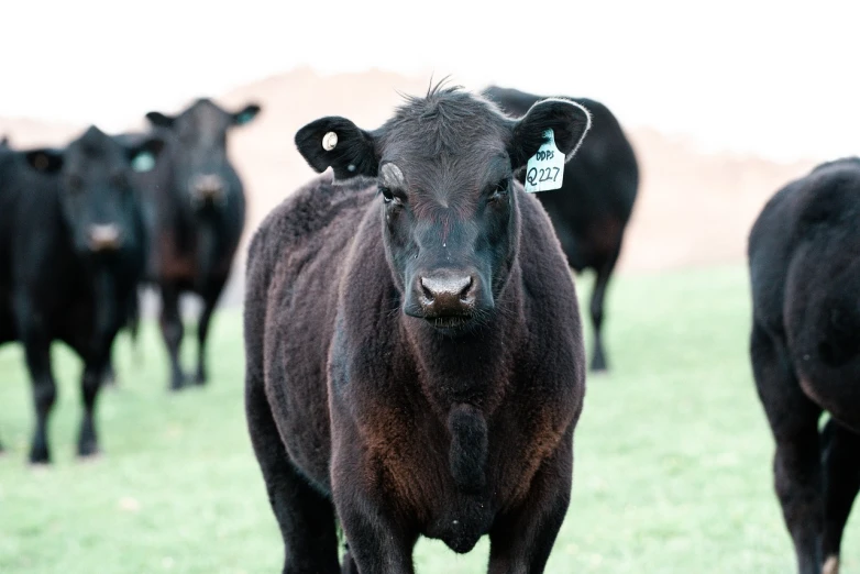 a herd of black cows standing on top of a lush green field, a portrait, she is about 2 5 years old, thousand yard stare, high res photo, zach hill