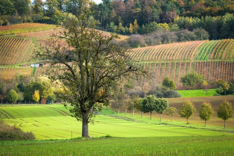 a large tree sitting in the middle of a lush green field, by Karl Hagedorn, shutterstock, colorful vines, late autumn, complex layered composition!!, green hills