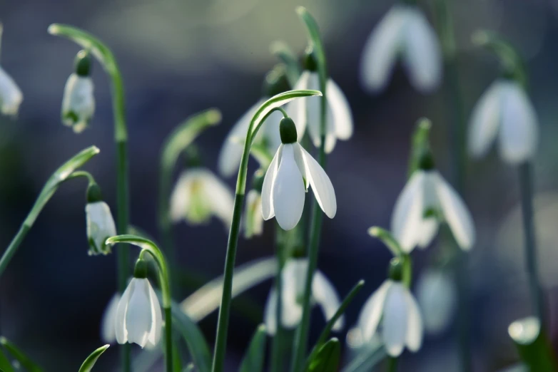 a group of white flowers with green stems, shutterstock, romanticism, gentle snow, bells, early spring, stock photo