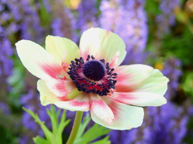 a close up of a flower with purple flowers in the background, a pastel, anemone, wallpaper - 1 0 2 4, epic illumination, ivory