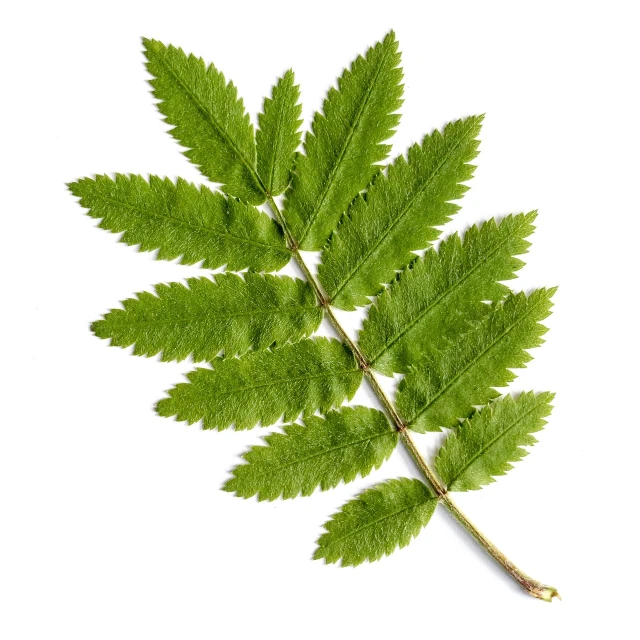 a close up of a leaf on a white surface, a photo, high detail product photo, fern, high detail illustration, verbena