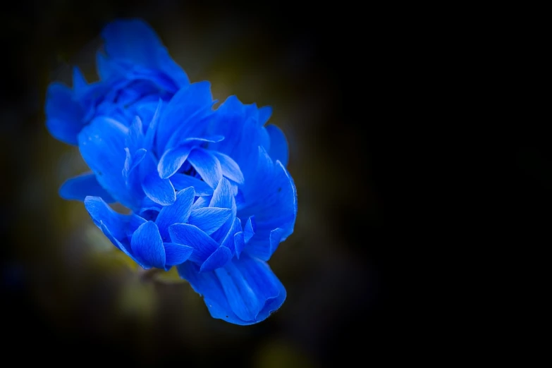 a close up of a blue flower on a black background, inspired by Yves Klein, flickr, art photography, rich vivid vibrant colors, blue bonsai, carnation, photo taken with sony a7r